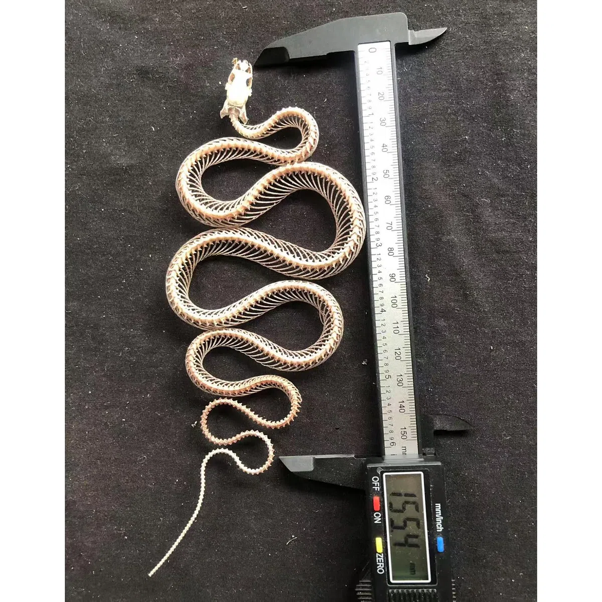 Modello di Scheletro di Serpente - tassidermia Vero Esemplare di Scheletro di Serpente - Forniture per tassidermia per l'educazione scientifica, Regali di Natale, Regalo Speciale