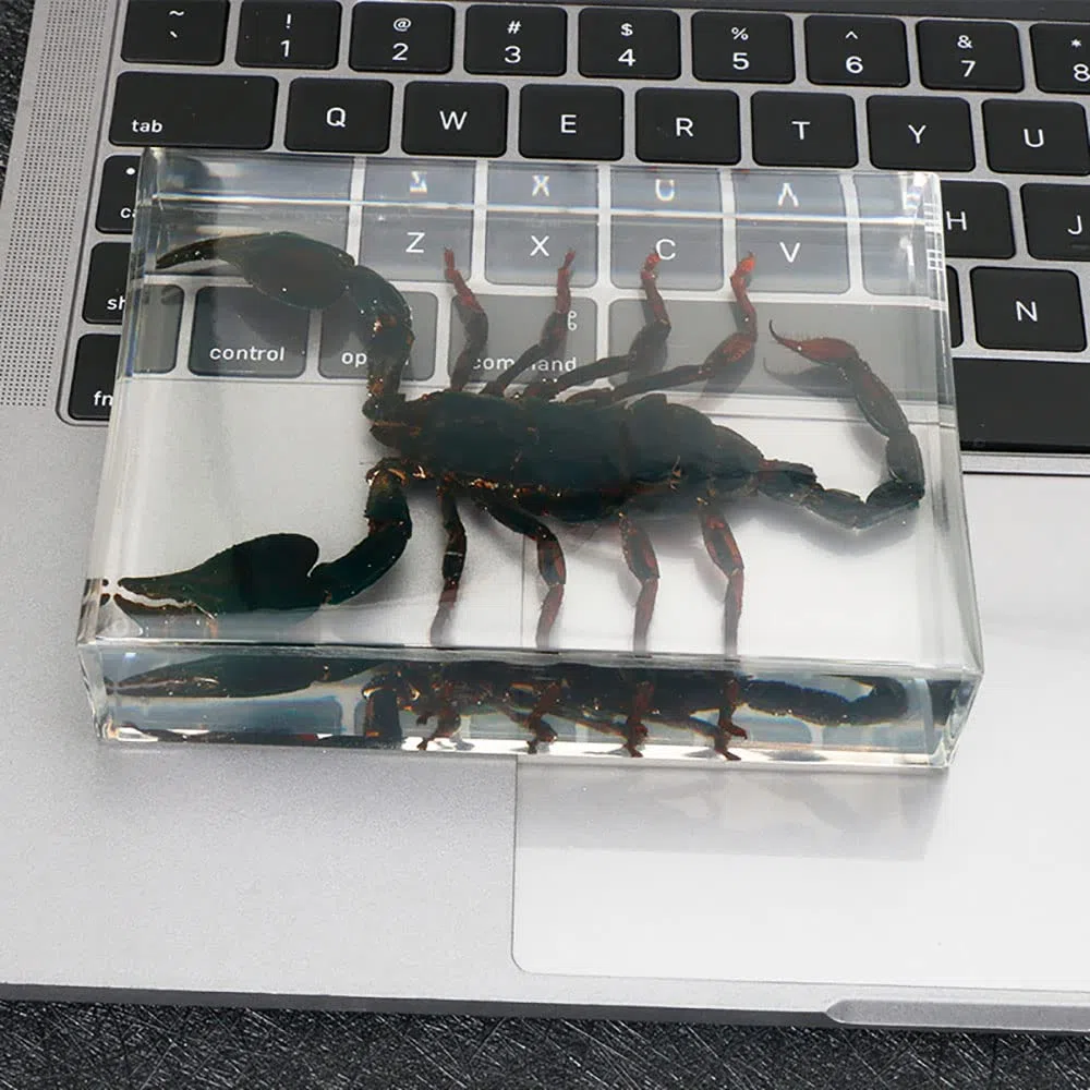Insetto Reale Asia Black Scorpion Esemplare in Resina, Collezione di Tassidermy Animale per L'educazione della Scienza