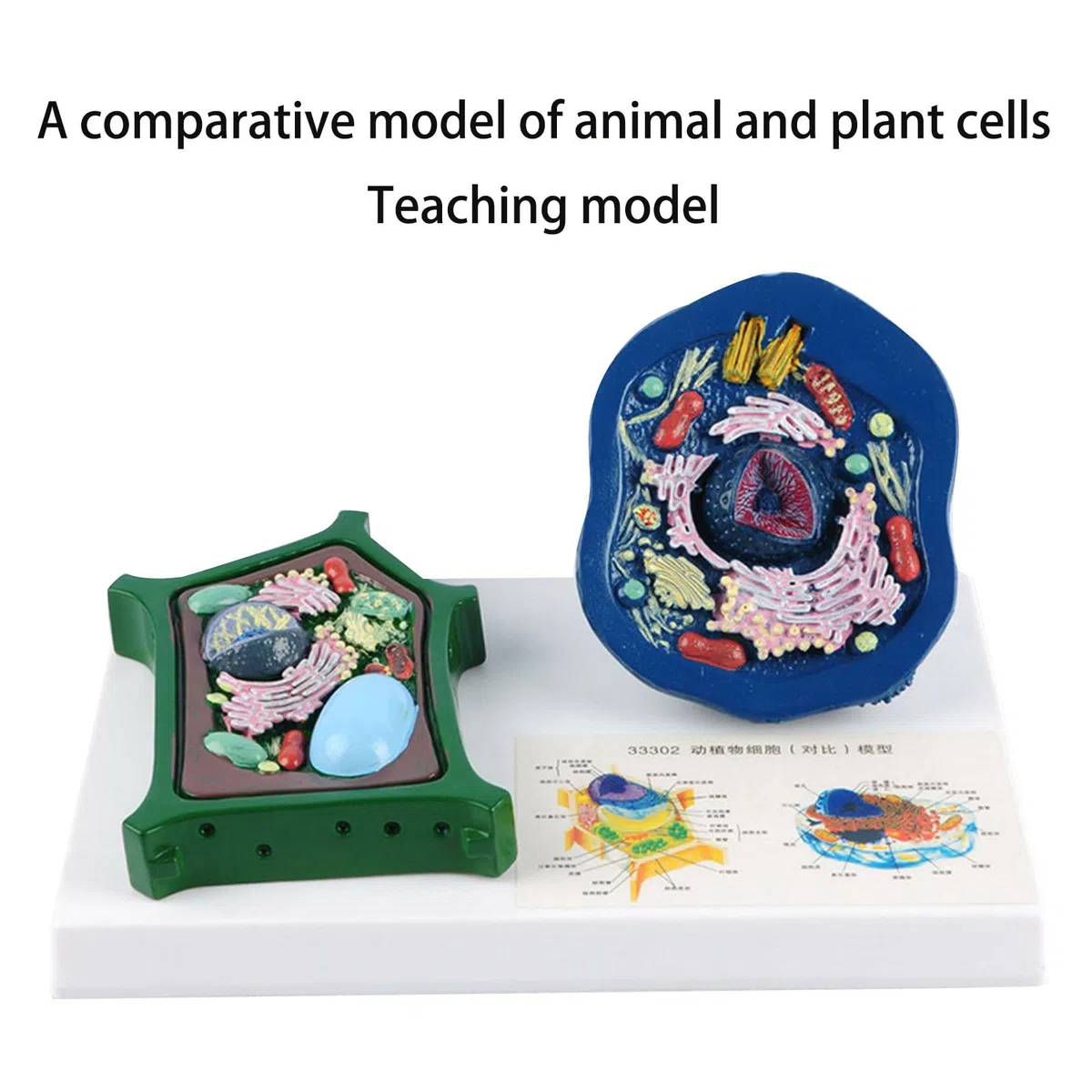 Modello anatomico di cellule vegetali animali con parti staccabili in aula di biologia che insegna modello di cellule animali e vegetali per il confronto della struttura del laboratorio