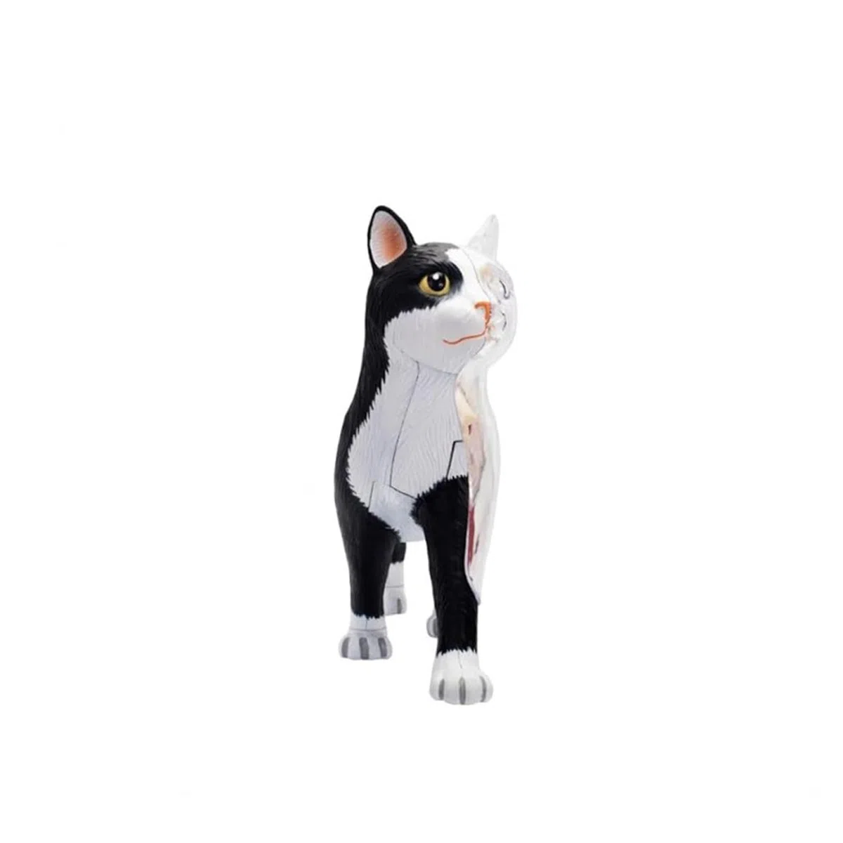 Generico Modello di Anatomia del Gatto con Visione 4D, 28 Parti per dimostrazione didattica Animale Modello di Anatomia del Gatto, Strumento di Formazione veterinaria per dimostrazione