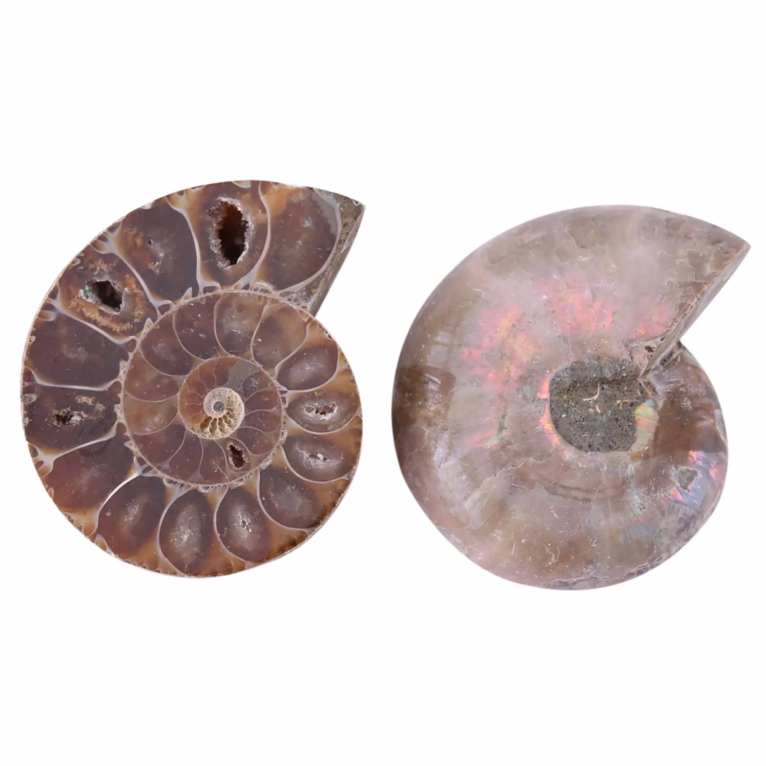 2 Campioni Fossili di Ammonite, Conchiglia Fossile di Ammonite Naturale del Madagascar(4cm/1.57inch)