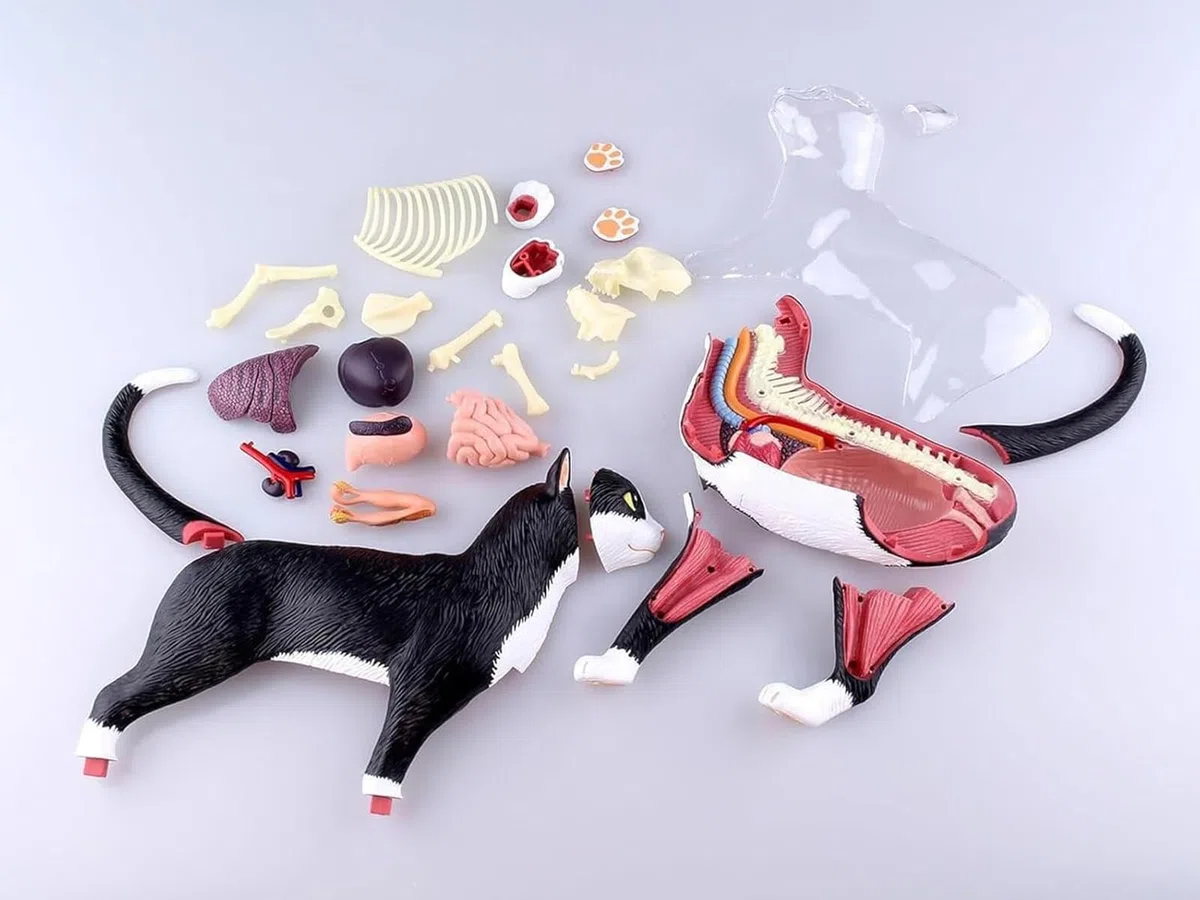 Generico Modello di Anatomia del Gatto con Visione 4D, 28 Parti per dimostrazione didattica Animale Modello di Anatomia del Gatto, Strumento di Formazione veterinaria per dimostrazione