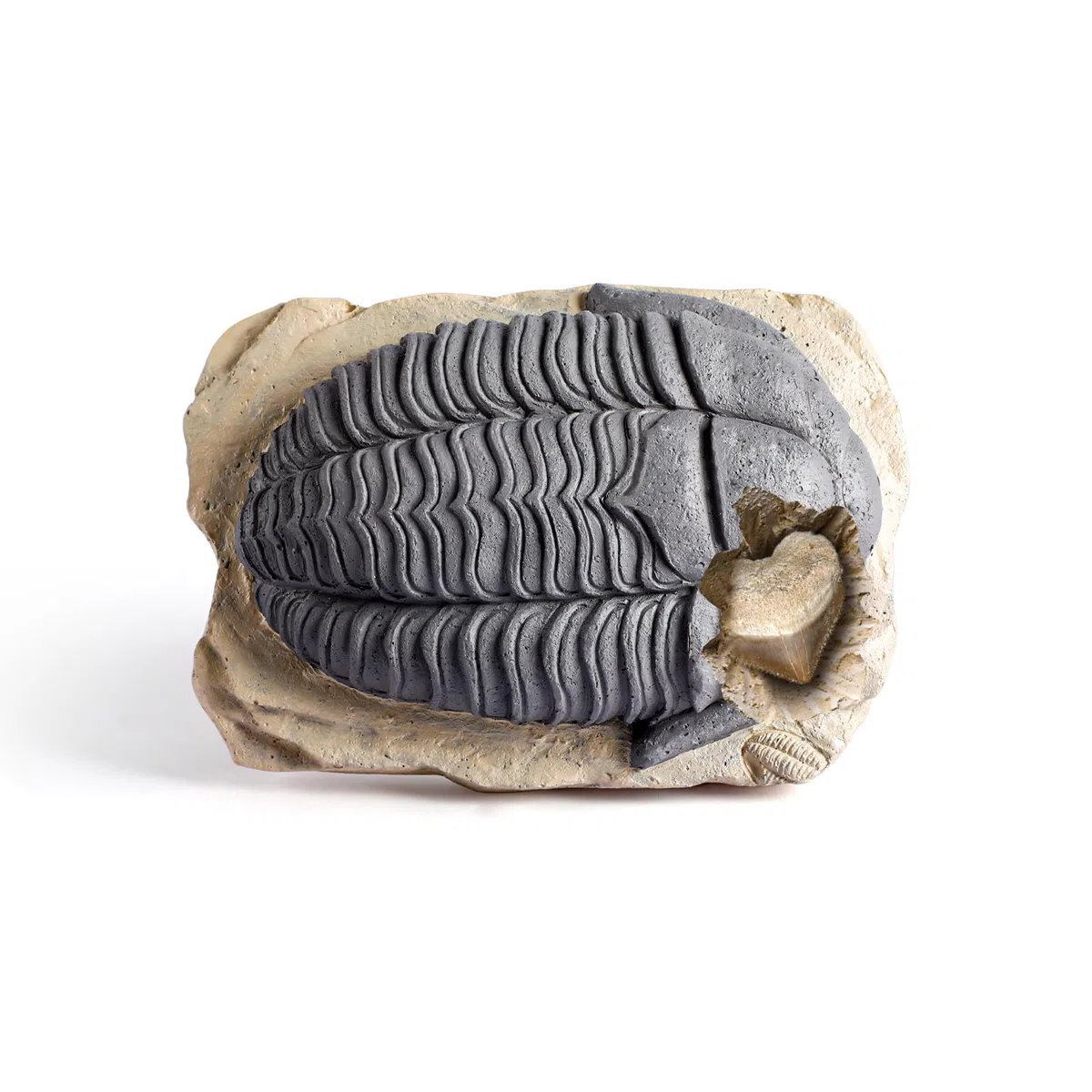 Byncceh Kit Scavo Fossili Bambini con 12 Fossili Veri – Gioco Scientifico STEM Educativo con Martello & Scalpello – Set Paleontologia Bambini 6-12 Anni – Regalo Didattico Senza Schermo