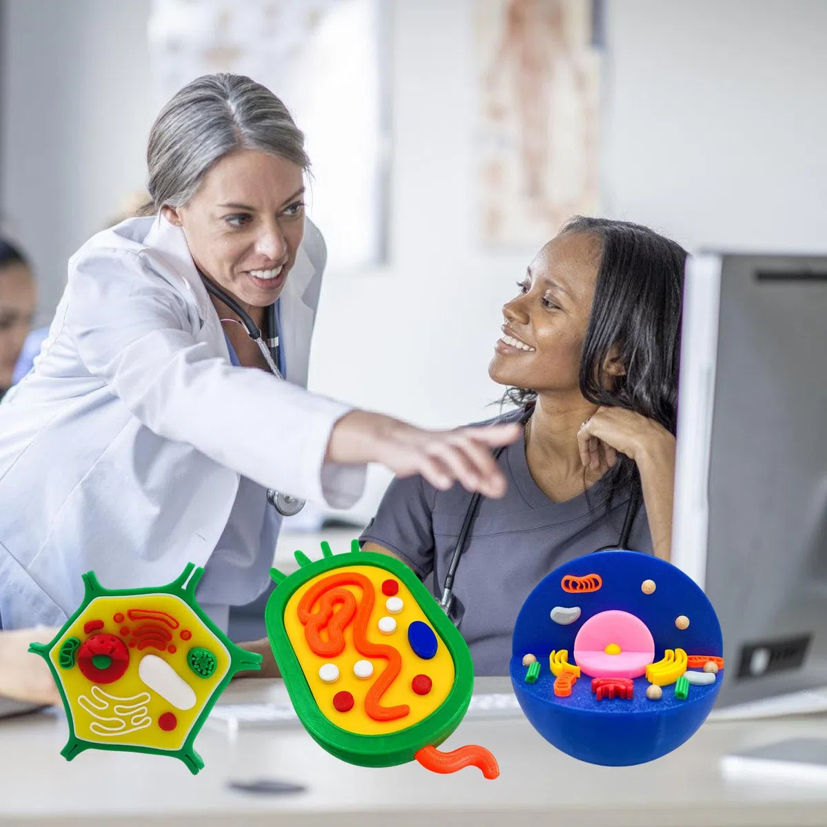 Modello anatomico di cellule animali e vegetali Biologia Aiuto didattico per dimostrazione didattica in classe Modello cellulare animale ingrandito
