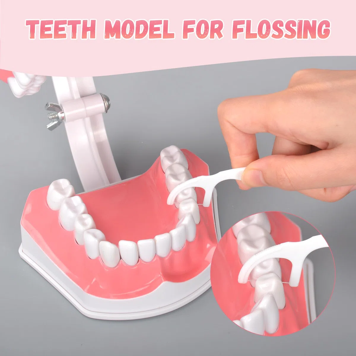 Ultrassist, modello dentale ideale per spazzolare i denti dentali per bambini, 2 volte ingrandire, include spazzolino per studio anatomico dei denti dentali, educazione orale