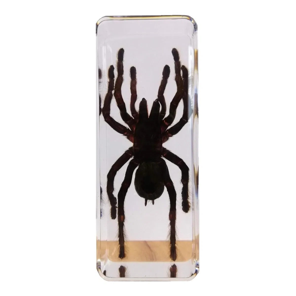 DRXRD Esemplare di Ragno in Resina, Tassidermia di Vera Tarantola ad Alta Trasparenza, Amber Spider Home Decor, per L'aula di Scienze e la Collezione