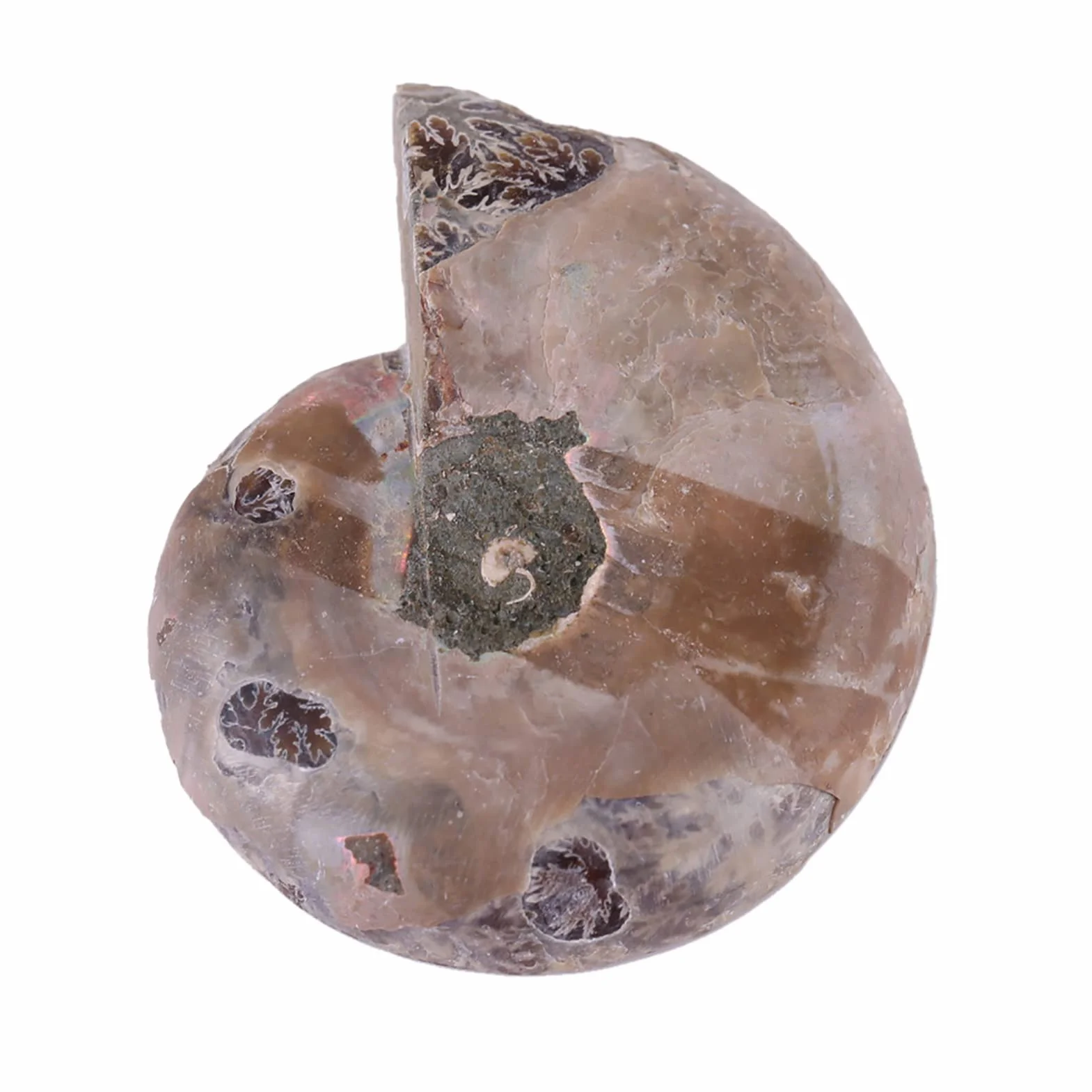 2 Campioni Fossili di Ammonite, Conchiglia Fossile di Ammonite Naturale del Madagascar(4cm/1.57inch)