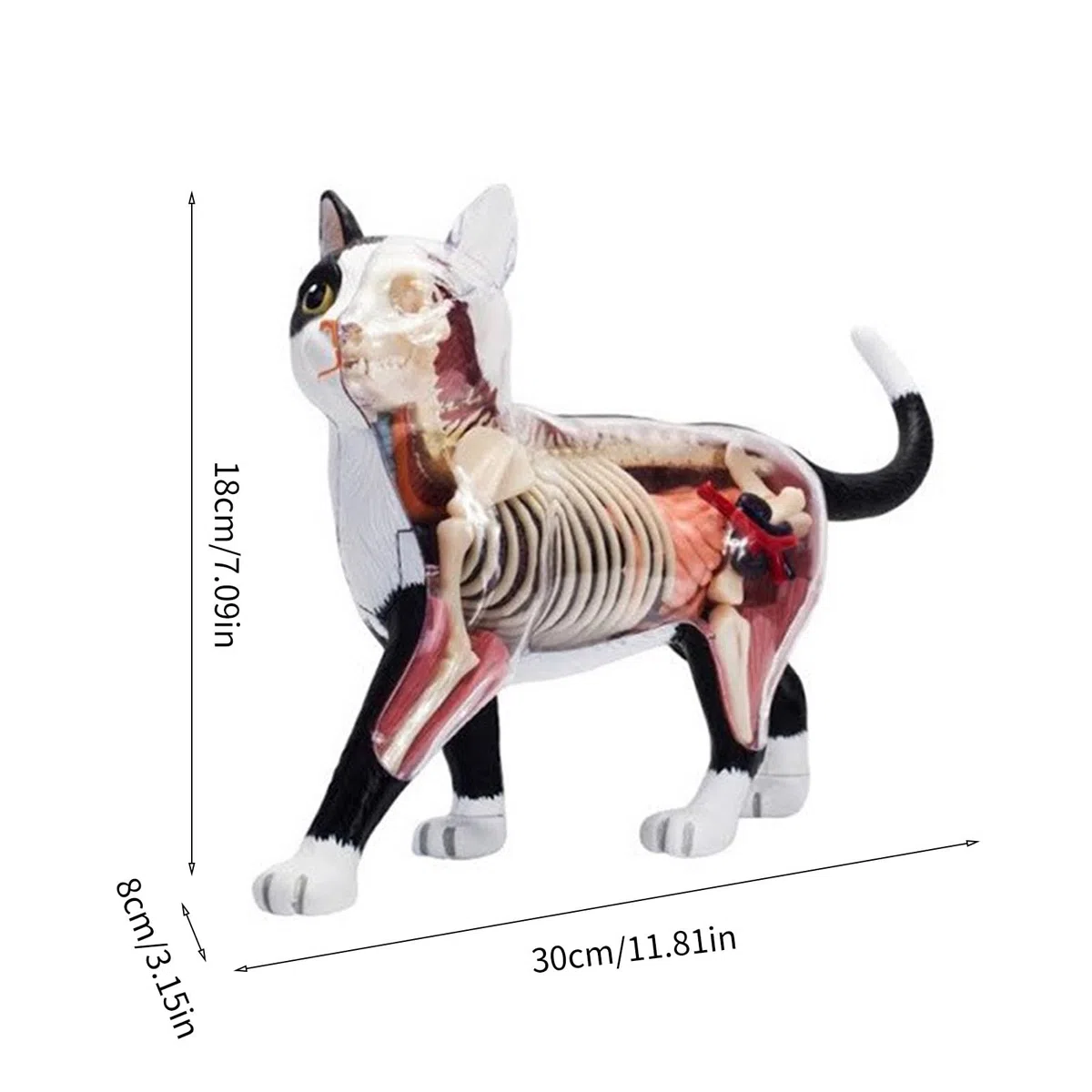 Orano Animale Anatomia Modello 4D Informazioni Gatti Compilazione Insegnamento Giocattolo Anatomia Modello Medico Insegnamento Forniture Per Bambini