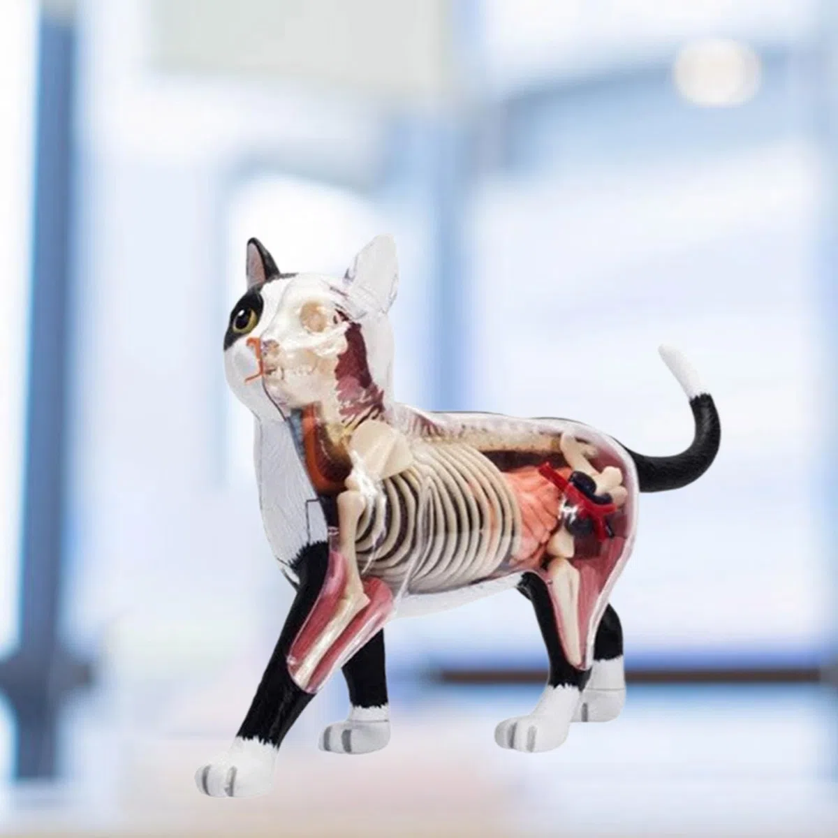 Orano Animale Anatomia Modello 4D Informazioni Gatti Compilazione Insegnamento Giocattolo Anatomia Modello Medico Insegnamento Forniture Per Bambini