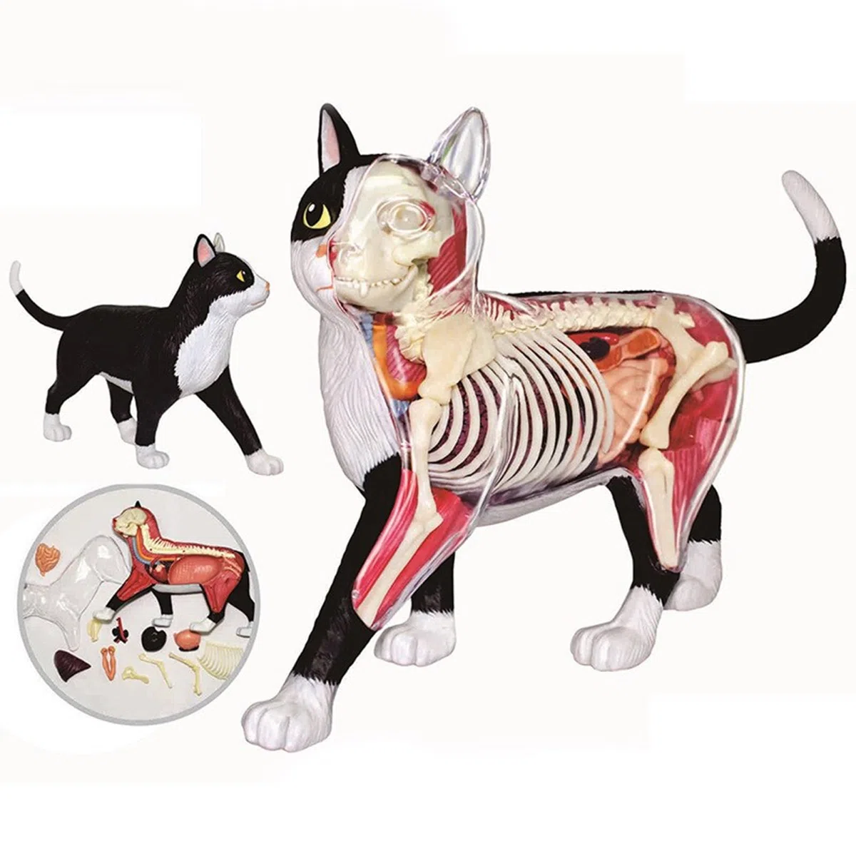 Orano Animale Anatomia Modello 4D Informazioni Gatti Compilazione Insegnamento Giocattolo Anatomia Modello Medico Insegnamento Forniture Per Bambini