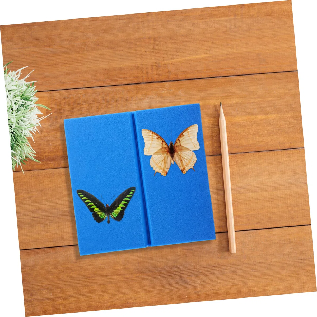 iplusmile 3pezzi Per Insetti Per Esposizione Per Per Pinning Insetti Kit Per Collezionisti Specimen